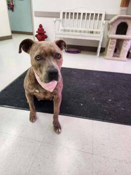 Pit Bull Terrier Dogs Available for Adoption in Silsbee, Texas - Butterfly #A-141531  | PetCurious