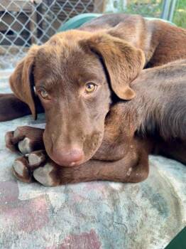 Honey -  Chocolate Labrador Retriever Dog for Adoption in Pointe-claire, Quebec - Honey | PetCurious