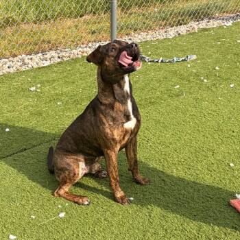Rufus -  Pit Bull Terrier and Mixed Breed Dog for Adoption in Bristol, Indiana - Rufus | PetCurious