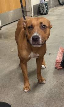 RICOTTA -  Pit Bull Terrier Dog for Adoption - RICOTTA | PetCurious
