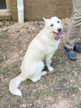 Ang -  Husky Dog for Adoption in Pottstown, Pennsylvania - Ang | PetCurious