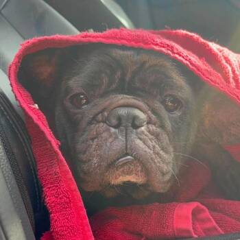 Blossom -  French Bulldog Dog for Adoption in Montgomery, Texas - Blossom | PetCurious