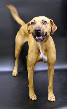 Rhodesian Ridgeback and Mixed Breed Dogs Available for Adoption in Winter Haven, Florida - GINGER | PetCurious