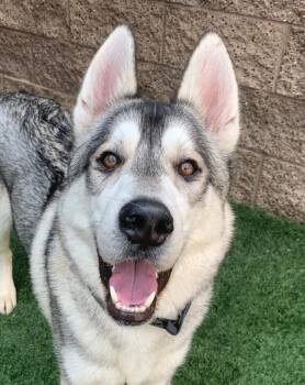 PLEASE SAVE ME - HUEY - A551868 -  Siberian Husky Dog for Adoption in San Marcos, California - PLEASE SAVE ME - HUEY - A551868 | PetCurious