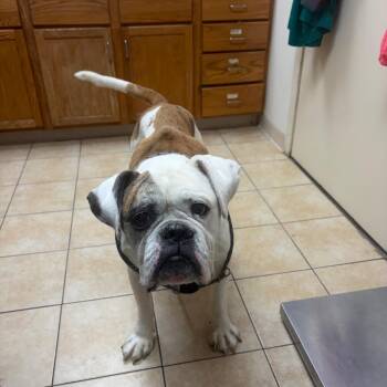 Flaco -  American Bulldog Dog for Adoption in Pekin, Illinois - Flaco | PetCurious