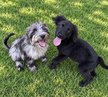 Bretagne (pronounced Brittany) -  Flat Coated Retriever Dog for Adoption in Kings Mountain, North Carolina - Bretagne (pronounced Brittany) | PetCurious