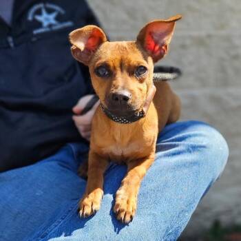 Chihuahua and Retriever Dogs Available for Adoption in Charlottesville, Virginia - Scrappy Doo | PetCurious