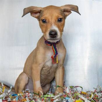 Siberian Husky and Doberman Pinscher Dogs Available for Adoption - SNAPDRAGON | PetCurious