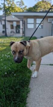 Bodie -  Mixed Breed and Siberian Husky Dog for Adoption in Hamilton Township, New Jersey - Bodie | PetCurious