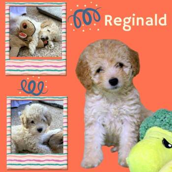 Reginald (Posh Puppy) -  Bichon Frise and Poodle Dog for Adoption in Lindsay, California - Reginald (Posh Puppy) | PetCurious