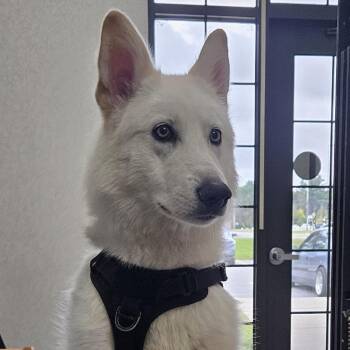 Stormy -  Mixed Breed Dog for Adoption in Ballston Spa, New York - Stormy | PetCurious