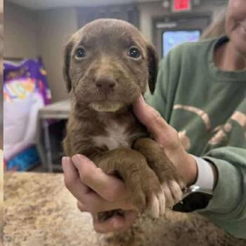 Rescue Mixed Breed Dogs for Adoption - Olive | PetCurious