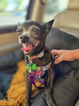 Rescue Chihuahua Dogs for Adoption in Springfield, Missouri - Sofia | PetCurious