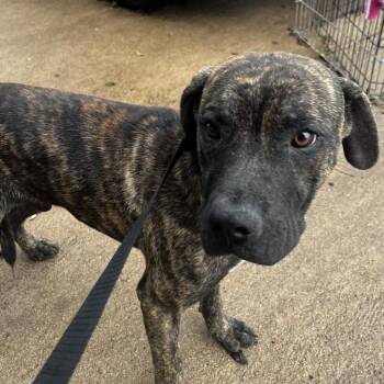 Da Vinci -  Mixed Breed Dog Available for Adoption in Lake Jackson, Texas - Da Vinci | PetCurious
