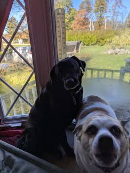 Rescue Mixed Breed Dogs for Adoption - Blackie & Bandit | PetCurious