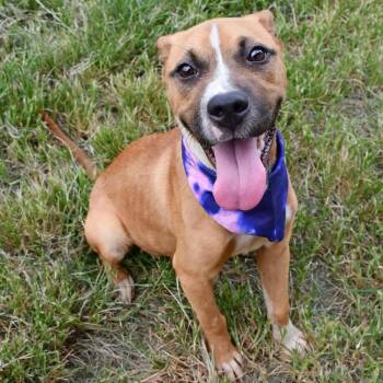 Reagan A-142795 -  Boxer Dog for Adoption in Silsbee, Texas - Reagan A-142795 | PetCurious