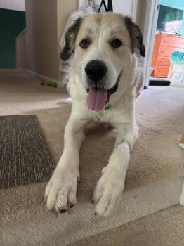 Rescue Great Pyrenees Dogs for Adoption in Alpharetta, Georgia - GLINDA | PetCurious