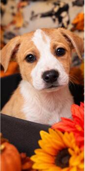 Twix -  Pit Bull Terrier and Labrador Retriever Dog for Adoption in Sumter, South Carolina - Twix | PetCurious