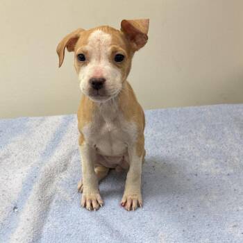 Seahorse -  Terrier and Mixed Breed Dog for Adoption in Galax, Virginia - Seahorse | PetCurious