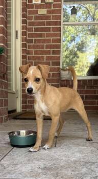 Heidi -  Terrier and Chihuahua Dog for Adoption in The Woodlands, Texas - Heidi | PetCurious