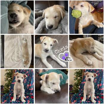 Mixed Breed Dogs Available for Adoption in Kenai, Alaska - Chris - Partridge Family | PetCurious