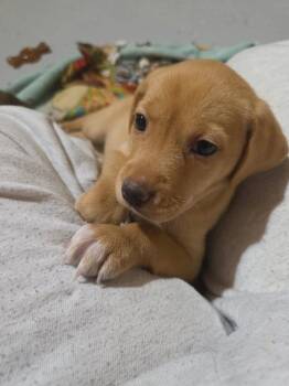 Peach -  Mixed Breed Dog for Adoption in Dorr, Michigan - Peach | PetCurious