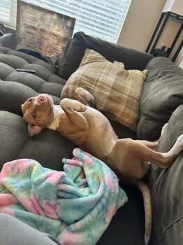 Flora - IN FOSTER -  Mixed Breed Dog for Adoption in Chamblee, Georgia - Flora - IN FOSTER | PetCurious