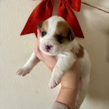 Stuffing -  Mixed Breed Dog for Adoption - Stuffing | PetCurious
