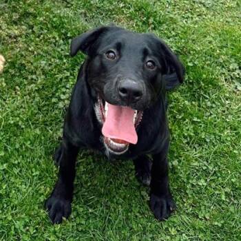 Australian Cattle Dog Blue Heeler and Beagle Dogs Available for Adoption in Jasper, Indiana - Boone | PetCurious