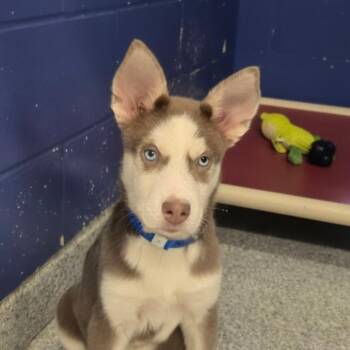 CT Shaman -  Husky and Mixed Breed Dog for Adoption in Stormville, New York - CT Shaman | PetCurious