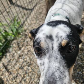 Rocky Road -  Jack Russell Terrier and Australian Cattle Dog Blue Heeler Dog for Adoption in Normal, Illinois - Rocky Road | PetCurious