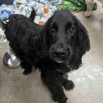 Astro -  English Cocker Spaniel Dog Available for Adoption - Astro | PetCurious