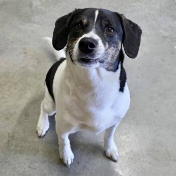 Beagle Dogs Available for Adoption in Cincinnati, Ohio - Logan | PetCurious