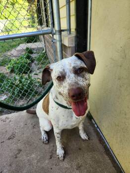 Elroy -  Pit Bull Terrier Dog Available for Adoption in Houghton Lake, Michigan - Elroy | PetCurious