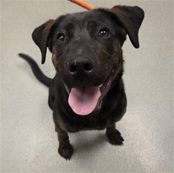 German Shepherd Dog and Mixed Breed Dogs Available for Adoption - CHICKEN | PetCurious