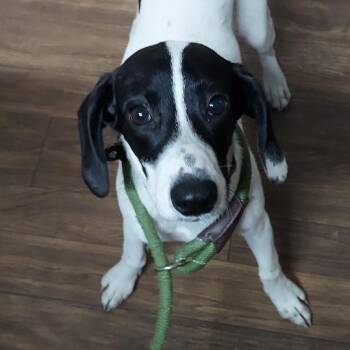 Gabby -  Terrier Dog for Adoption in Spencer, Indiana - Gabby | PetCurious