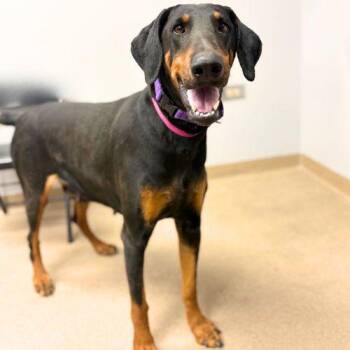 Doberman Pinscher Dogs Available for Adoption - PENNY | PetCurious