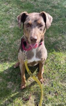 Catahoula Leopard Dog Dogs Available for Adoption in Warren, Maine - Gwen - RI | PetCurious
