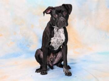 Rescue Boxer and Mixed Breed Dogs for Adoption in Omaha, Nebraska - PONCHO | PetCurious