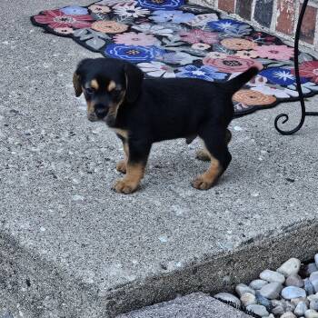 Buckley -  Beagle and Coonhound Dog for Adoption in Union Grove, Wisconsin - Buckley | PetCurious