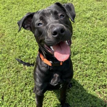 Toro (ID 52641) -  Labrador Retriever Dog for Adoption in Manassas, Virginia - Toro (ID 52641) | PetCurious