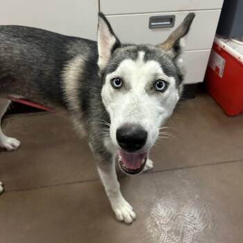 Odessa -  Husky Dog for Adoption in Flagstaff, Arizona - Odessa | PetCurious