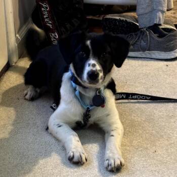 Border Collie and Hound Dogs Available for Adoption - Dimple | PetCurious