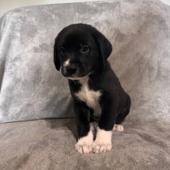 Macchiato -  Pit Bull Terrier and Great Pyrenees Dog for Adoption in West Jordan, Utah - Macchiato | PetCurious