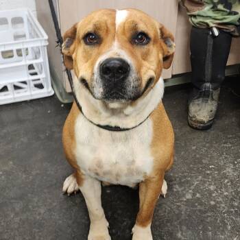 Rescue Pit Bull Terrier Dogs for Adoption in Evensville, Tennessee - Maggie | PetCurious