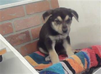 German Shepherd Dog and Mixed Breed Dogs Available for Adoption in Houston, Texas - A2072382 | PetCurious