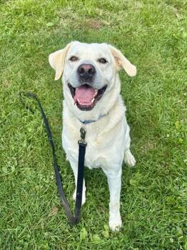COOPER -  Labrador Retriever and Mixed Breed Dog for Adoption in Aliquippa, Pennsylvania - COOPER | PetCurious