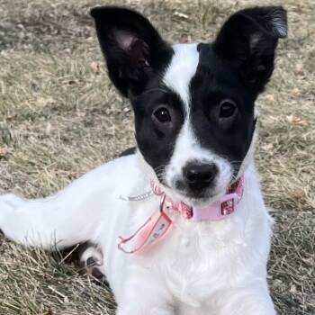 Rescue Shepherd Dogs for Adoption in Parker, Colorado - 859 (2025) Jupiter | PetCurious