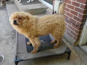 Buddy -  Chow Chow Dog for Adoption in Boulder, Colorado - Buddy | PetCurious