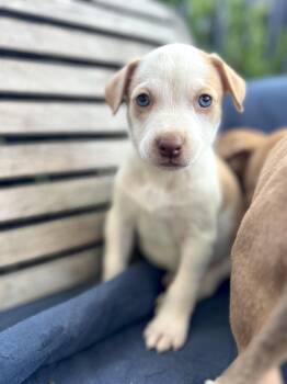 Rose (Vintage Litter) -  Terrier Dog for Adoption in Woodside, California - Rose (Vintage Litter) | PetCurious